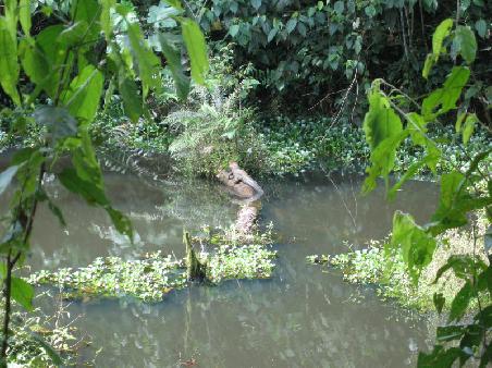 an alligator