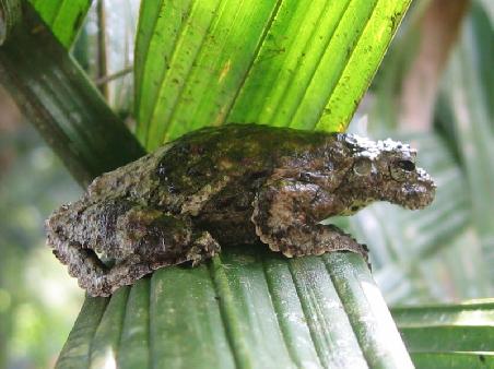 a poisonous frog