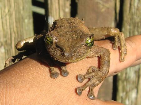 another (this time not poisonous) frog