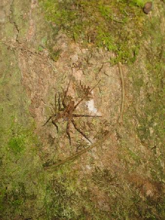 A spider - can you see the face on its back?