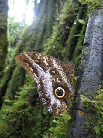 a beautiful huge butterfly