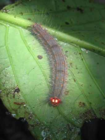 a caterpillar with bright red face