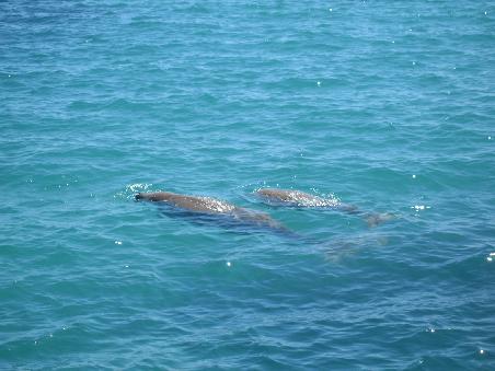 Dugong Mother and her calf