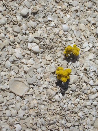 Flowers can grow anywhere in this country...the shells that make up this beach are upto 8metres deep!
