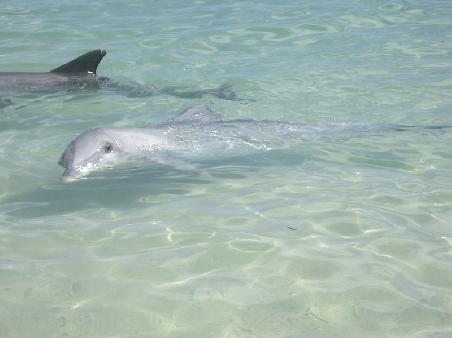 Hey flipper....