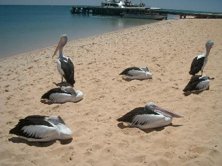 The wild pelicans on the beach at Monkey Mia