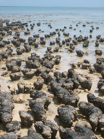 The Stromatolites...."The What?"...you heard me...THE STROMATOLITES