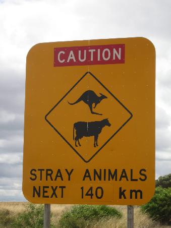 Now I would LOVE to see that kangeroo playing leep frog with the cow...how cool would that be?? Right before you wipe them both out with your 'roo bar' at 100kph