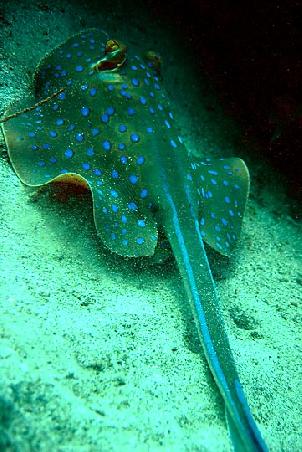 blue dotted sting ray