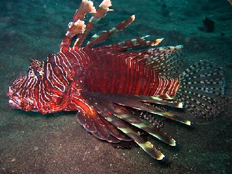lion fish
