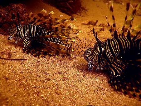 some other patterned lionfish