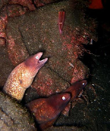 moraine eels