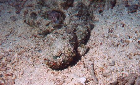 very venomous stone fish (touch it and you die!)