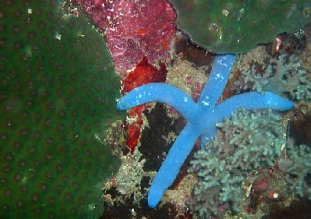 sea star