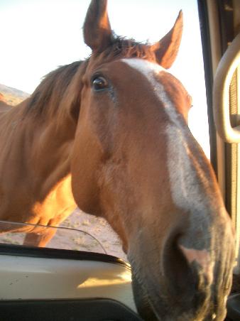 whats with the long face?