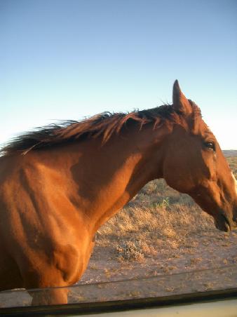 the race - horsie vs posh!