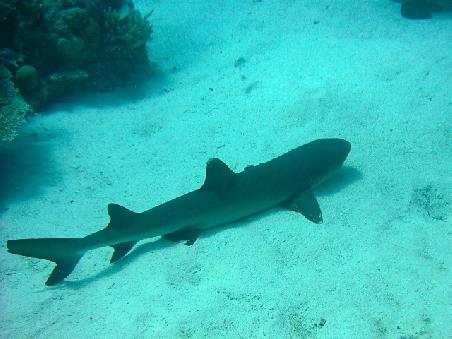 reef shark (cute little guy)