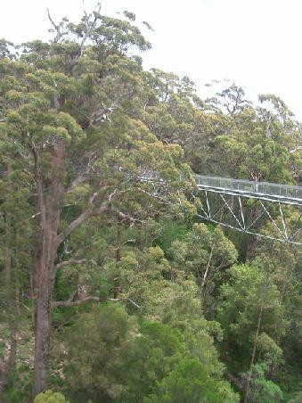 tree top walk - marc on the bridge