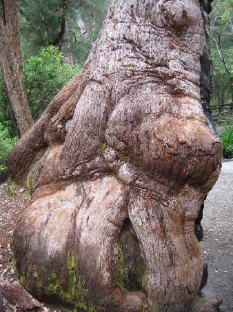 massive tree trunk
