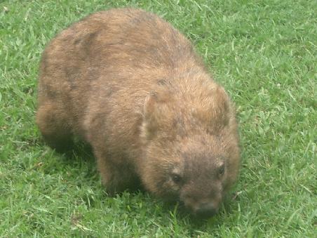 little wombat