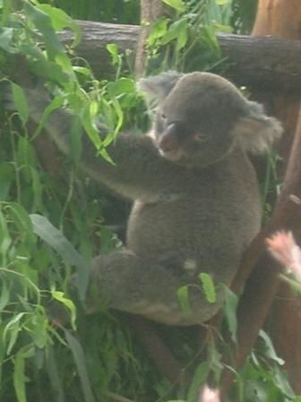 Lazy Koala (a koala bear spends 18 hours sitting in a tree every day)