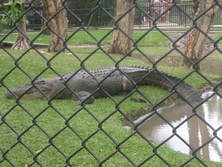 CRIKEY! we were happy about the fence between us and this 6 meter long killing machine!