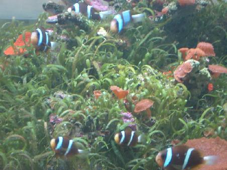 coral fish in reef hq
