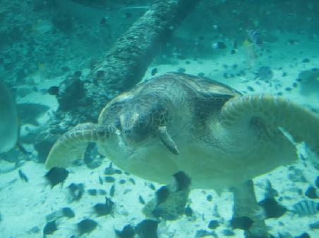 turtle eating fish...
