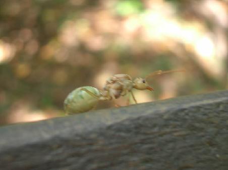 strange green ant with huge mouth - i called it ant-bird because it looks like one?