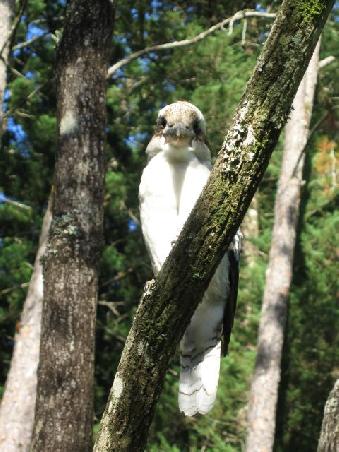 kookaburra