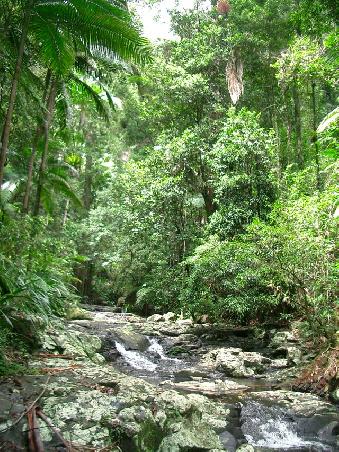 our way through the rainforest (very difficult to keep mouth shut with so much beauty around you)