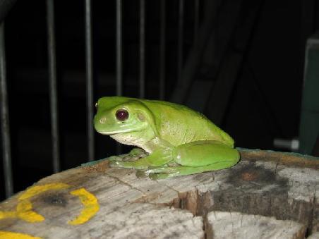 no nimbin-hallucinations - there was this cute green tree frog. i kissed him but he didnt change into a prince. never mind, i already got a prince anyway!
