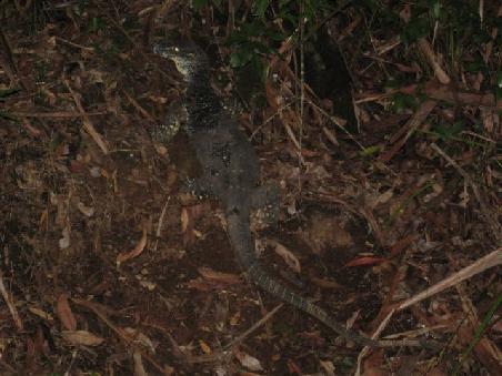the guana