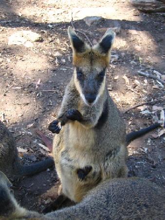 wallaby mum with little baby in pouch (can you see the paw sticking out the pouch?)
