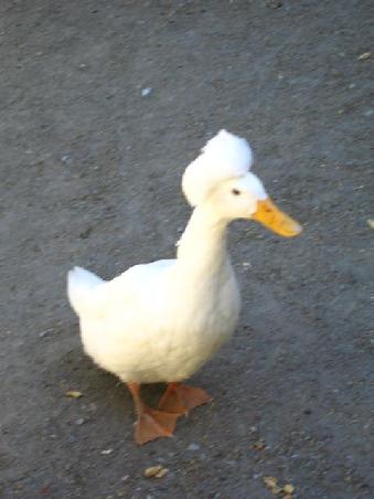 duck with interesting hairstyle