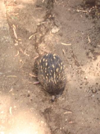 echidna