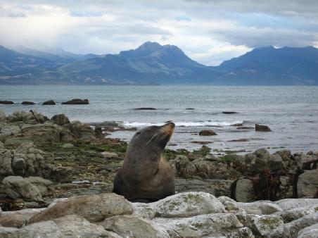 seal posing