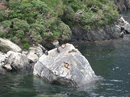 seals sunbathing