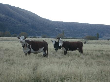 some miserable cows