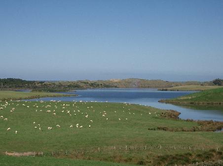 some sheep