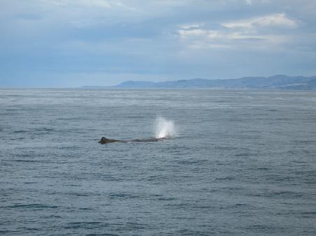 sperm whale breathing