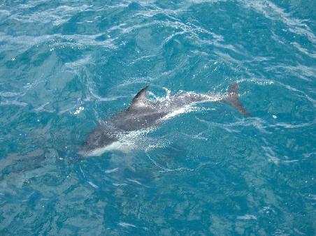 dusky dolphin close-up