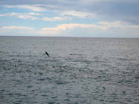 dusky dolphin jumping
