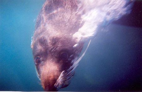 i am sure i see a smile in the seal's face...not surprised we must have looked pretty stupid in our snorkel gear!