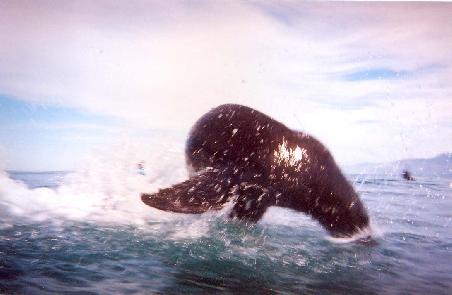 seal shooting out of the water 1 meter next to us
