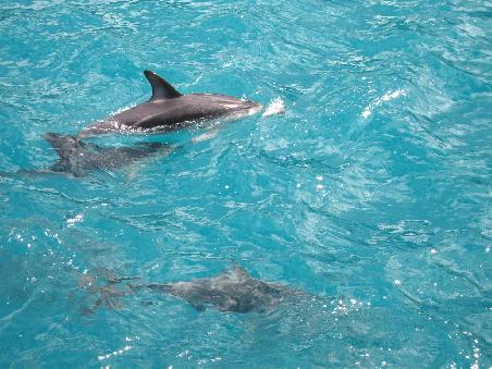 more dusky dolphins