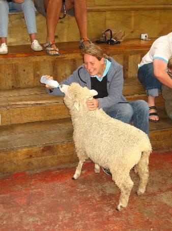 feeding a sheep