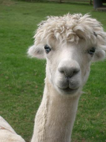 alpaca with freaky eyes