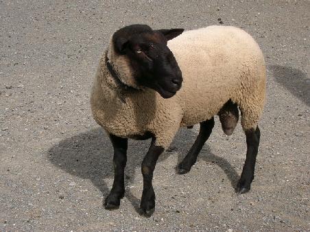 sheep with big ...
