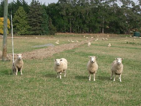 4 happy sheep